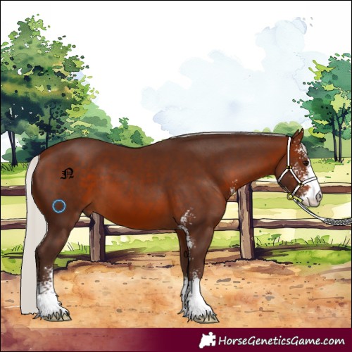 Horse Color:Silver Brown Sabino 