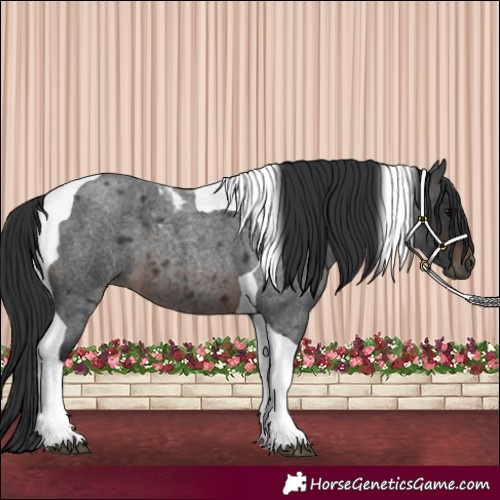 Horse Color:Brown Roan Tobiano 