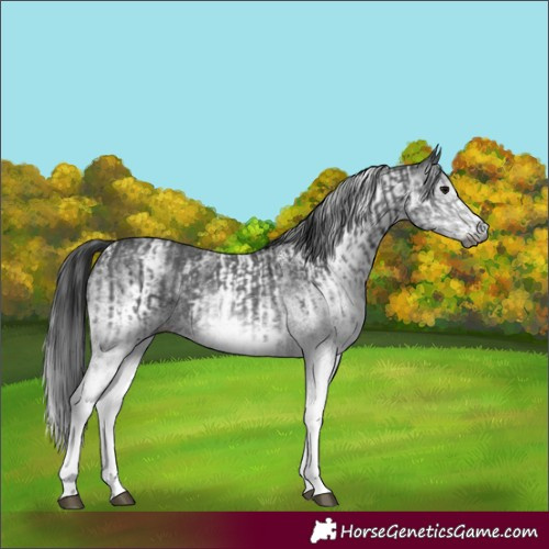 Horse Color:Gray White Spotted Black and White Spotted Black