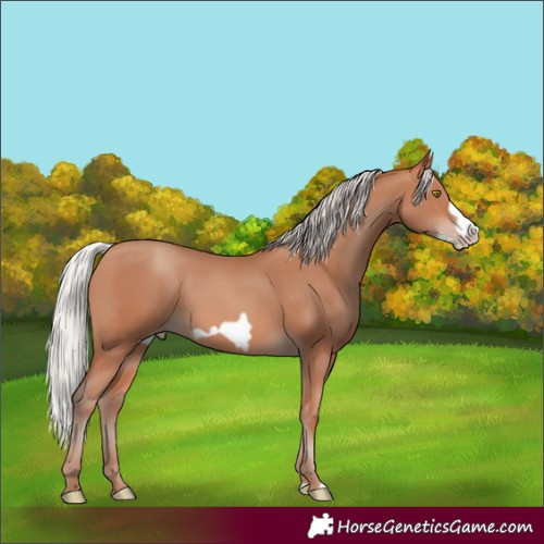 Horse Color:Silver Sable Champagne Frame 
