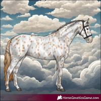 Horse Color:Chestnut Appaloosa 