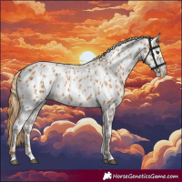 Horse Color:Chestnut Appaloosa 