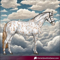 Horse Color:Chestnut Appaloosa 