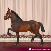 Horse Color:Bay 