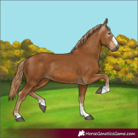 Horse Color:Gray Chestnut 