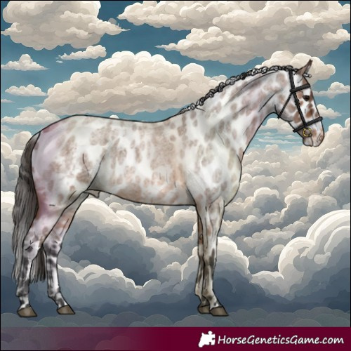 Horse Color:Bay Roan Skewed Appaloosa 