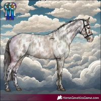 Horse Color:Bay Roan Skewed Appaloosa