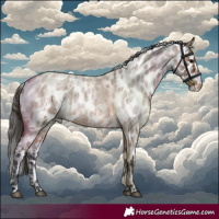 Horse Color:Bay Roan Skewed Appaloosa
