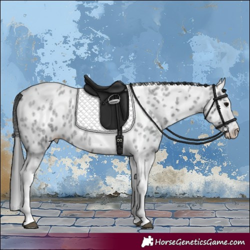 Horse Color:Blue Roan Splash Tobiano Appaloosa 