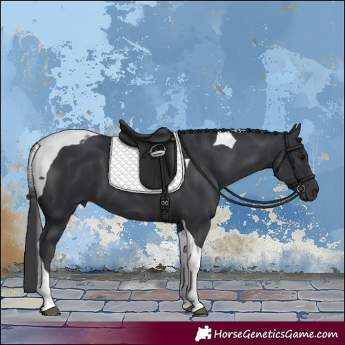 Horse Color:Black Tobiano 