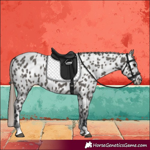 Horse Color:Grullo Tobiano Near Leopard 