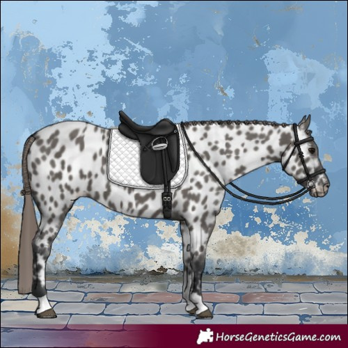 Horse Color:Grullo Tobiano Appaloosa 