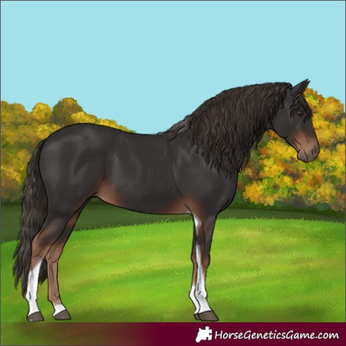 Horse Color:Liver Chestnut Tobiano