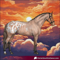 Horse Color:Bay Roan Appaloosa 