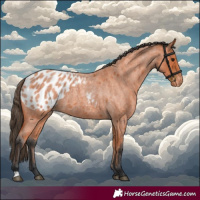 Horse Color:Bay Roan Appaloosa 