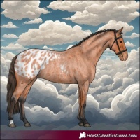 Horse Color:Bay Roan Appaloosa 
