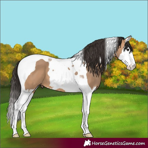Horse Color:Bay Dun Splash Tobiano