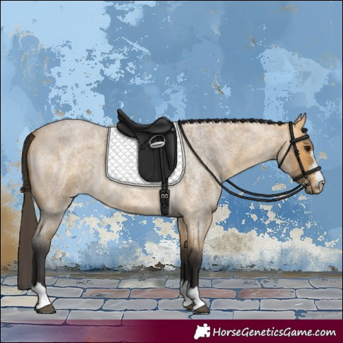 Horse Color:Buckskin Roan 