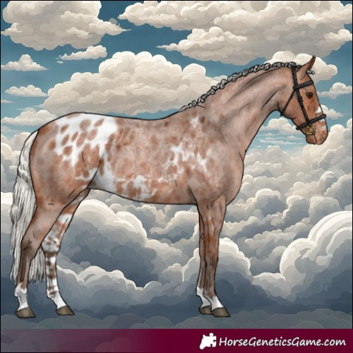 Horse Color:Silver Bay Roan Skewed Appaloosa 