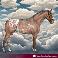 Horse Color:Silver Bay Roan Skewed Appaloosa 