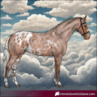 Horse Color:Silver Bay Roan Skewed Appaloosa 