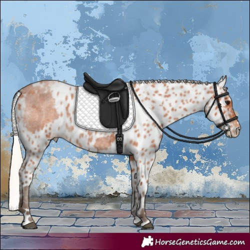 Horse Color:Silver Bay Roan Skewed Appaloosa 