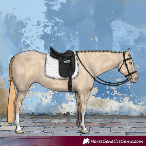 Horse Color:Gold Champagne Dun Tobiano 