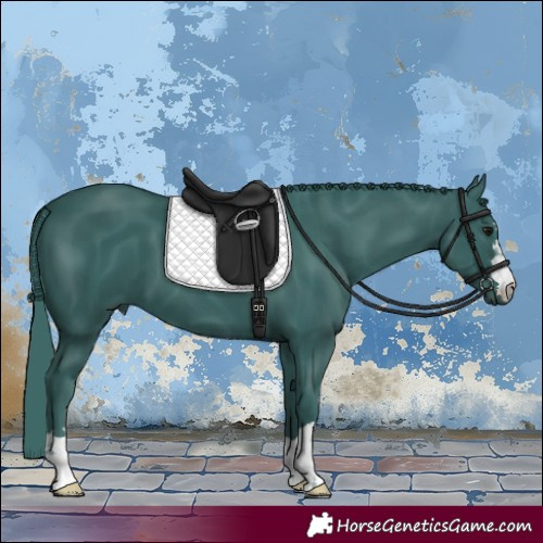Horse Color:Watercolor Smoky Black