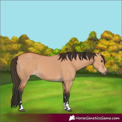 Horse Color:Bay Dun