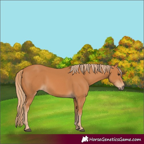 Horse Color:Chestnut 