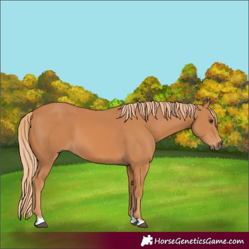 Horse Color:Chestnut 