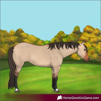 Horse Color:Bay Dun 