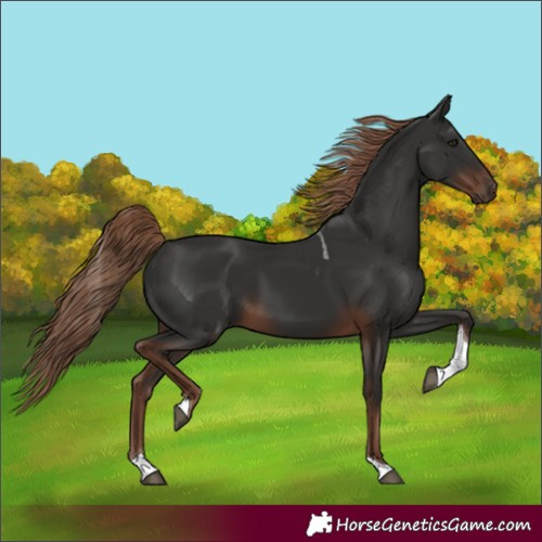 Horse Color:Liver Chestnut Tobiano 