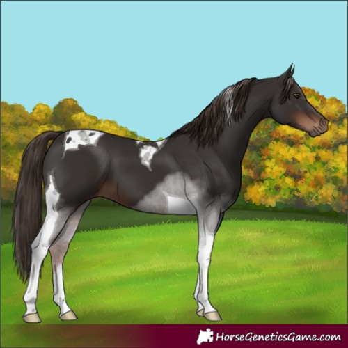 Horse Color:Liver Chestnut Tobiano 
