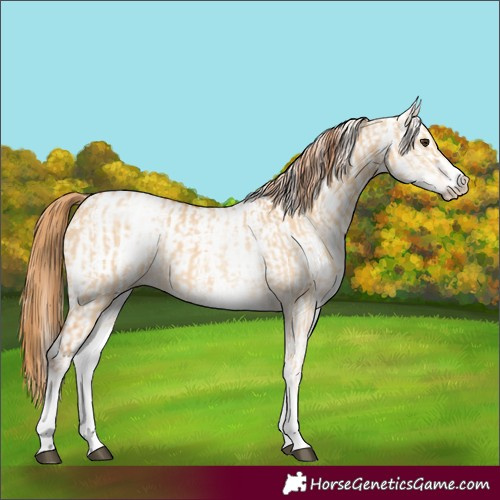 Horse Color:White Spotted Red Dun Rabicano  and White Spotted Red Dun Rabicano 