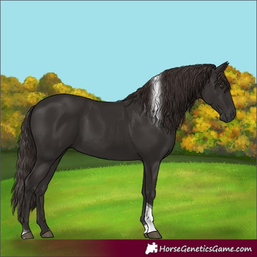 Horse Color:Unknown 
