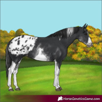 Horse Color:White Spotted Black Splash Tobiano Frame Appaloosa 