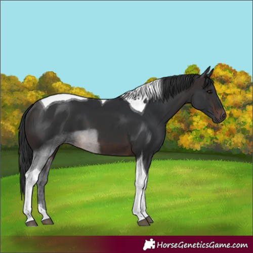 Horse Color:Brown Tobiano 