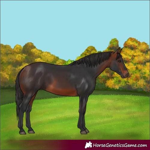 Horse Color:Unknown 