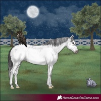 Horse Color:White Spotted Blue Roan Splash Frame Near Leopard 