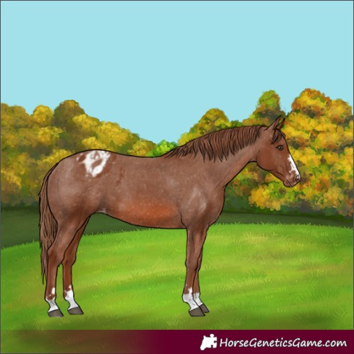 Horse Color:Unknown
