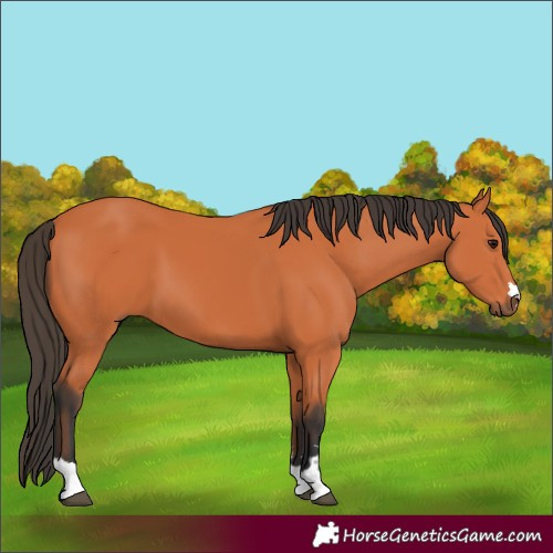 Horse Color:Bay 