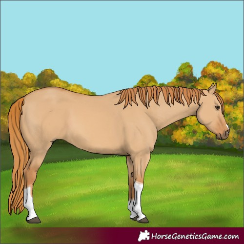 Horse Color:Red Dun Tobiano 