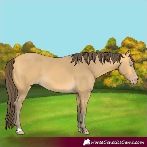 Horse Color:Amber Cream Champagne 