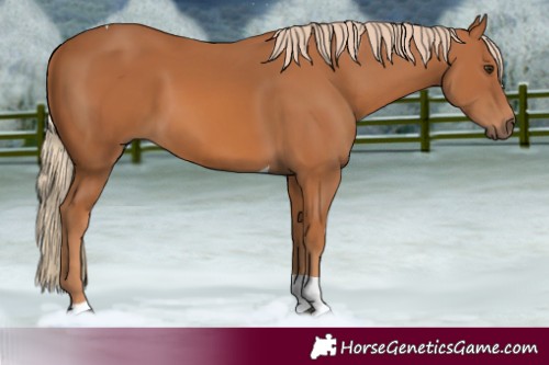 Horse Color:Chestnut Tobiano Rabicano 