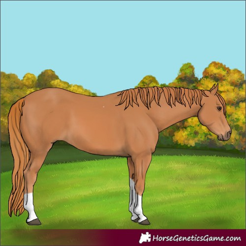Horse Color:Chestnut Tobiano Rabicano 
