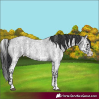 Horse Color:Blue Roan Sabino Splash  and Blue Roan Sabino Splash 