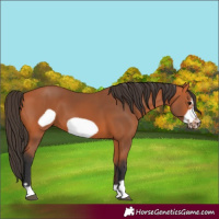 Horse Color:Bay Frame 