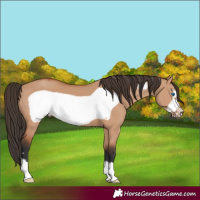 Horse Color:Bay Dun Frame 