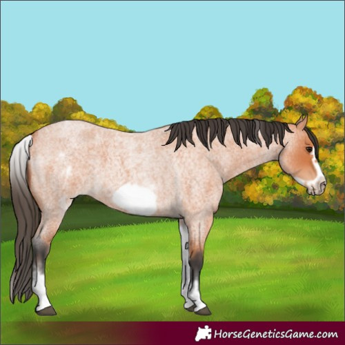 Horse Color:White Spotted Bay Roan Frame 